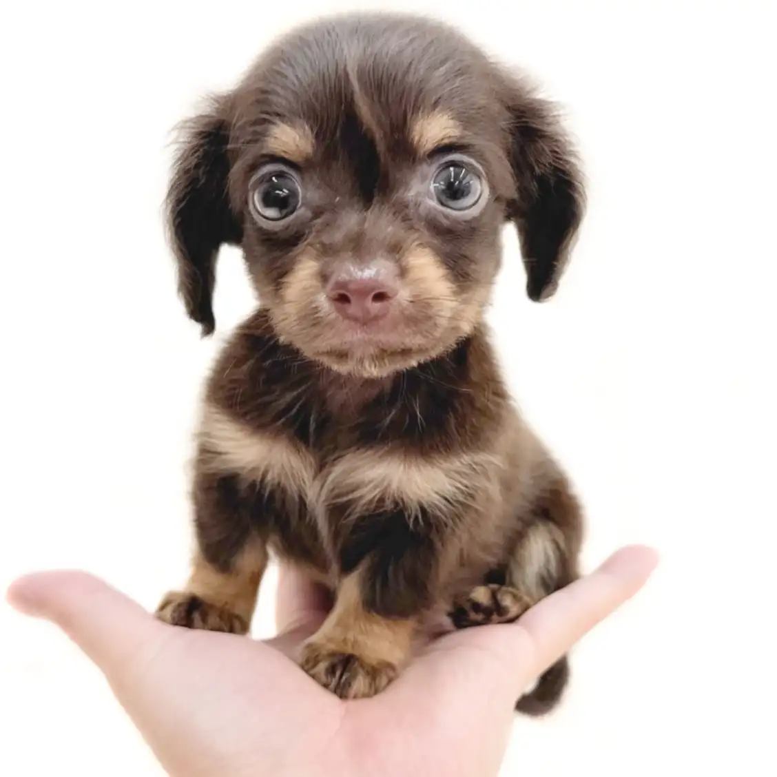 MIX（チワワ×ダックスフント）