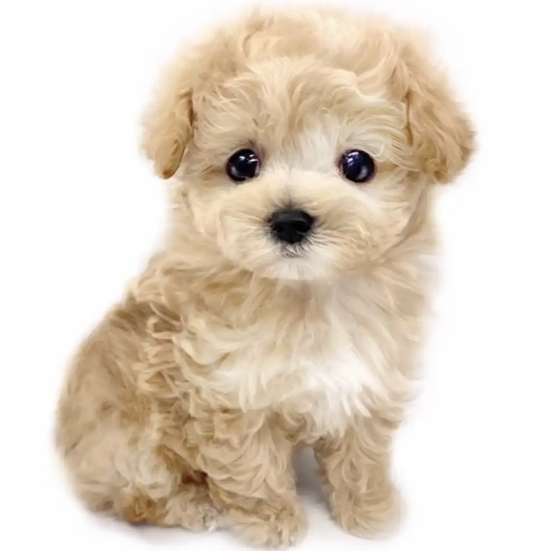 MIX（マルチーズ×トイプードル）