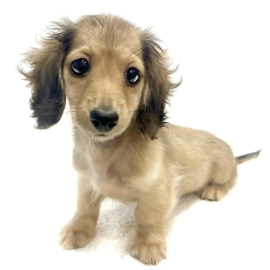 カニンヘン・ダックスフント