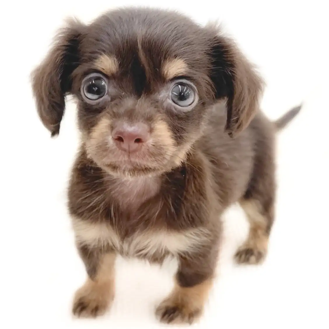 MIX（チワワ×ダックスフント）