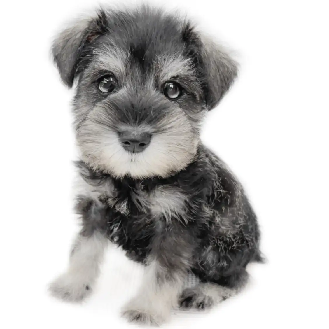 ミニチュア・シュナウザー