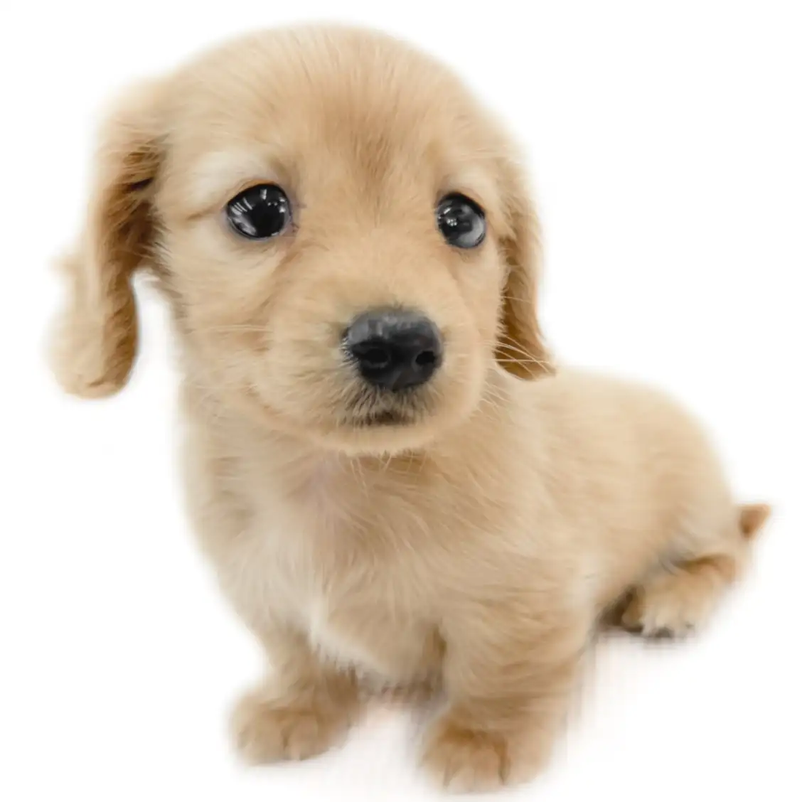 ミニチュア・ダックスフント