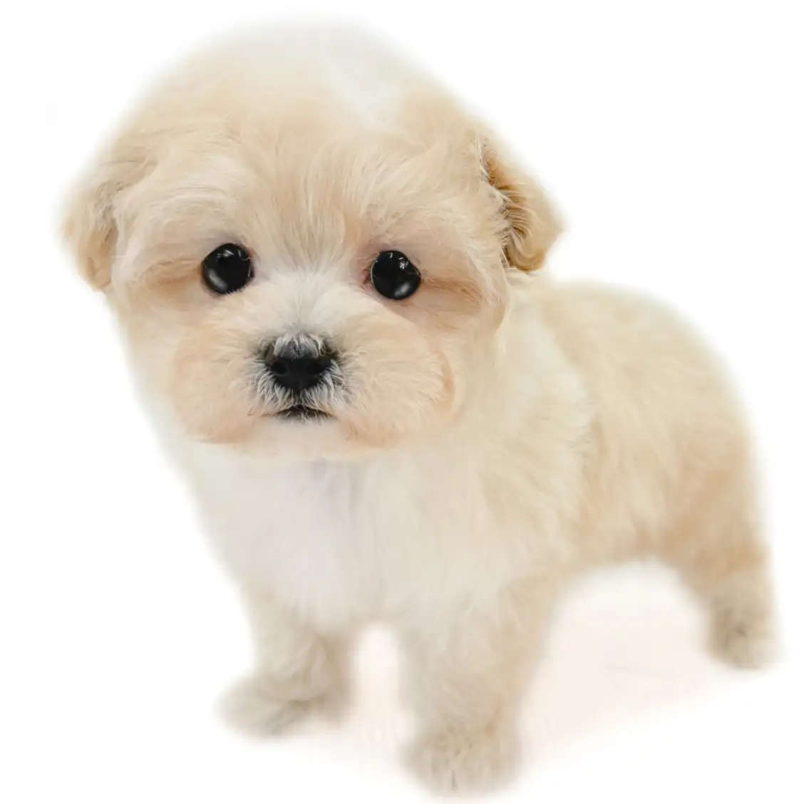 MIX（マルチーズ×トイプードル）