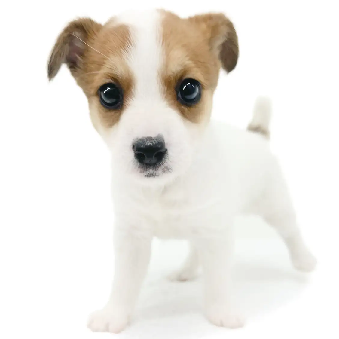 ジャックラッセルテリア