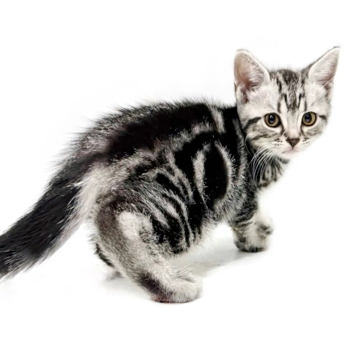 アメリカンショートヘア