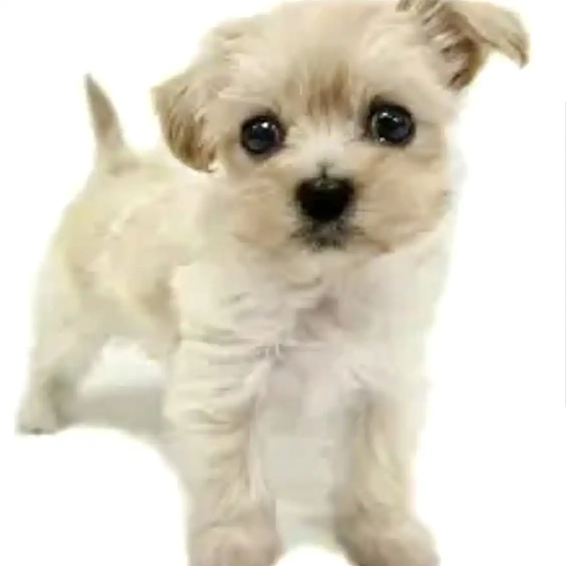 MIX(マルチーズ×トイプードル)