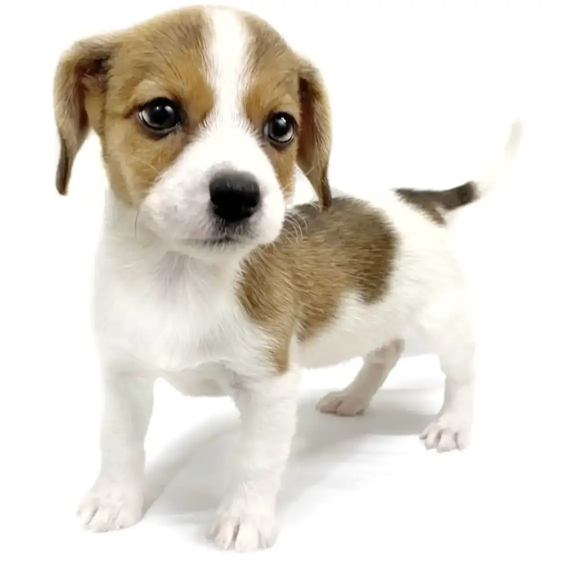 ジャックラッセルテリア