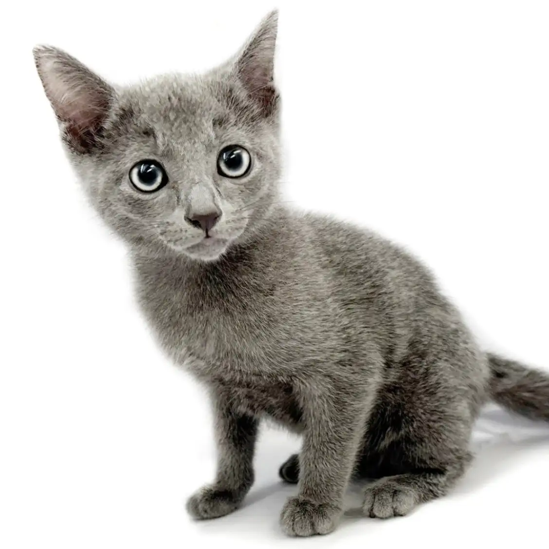 ロシアンブルー