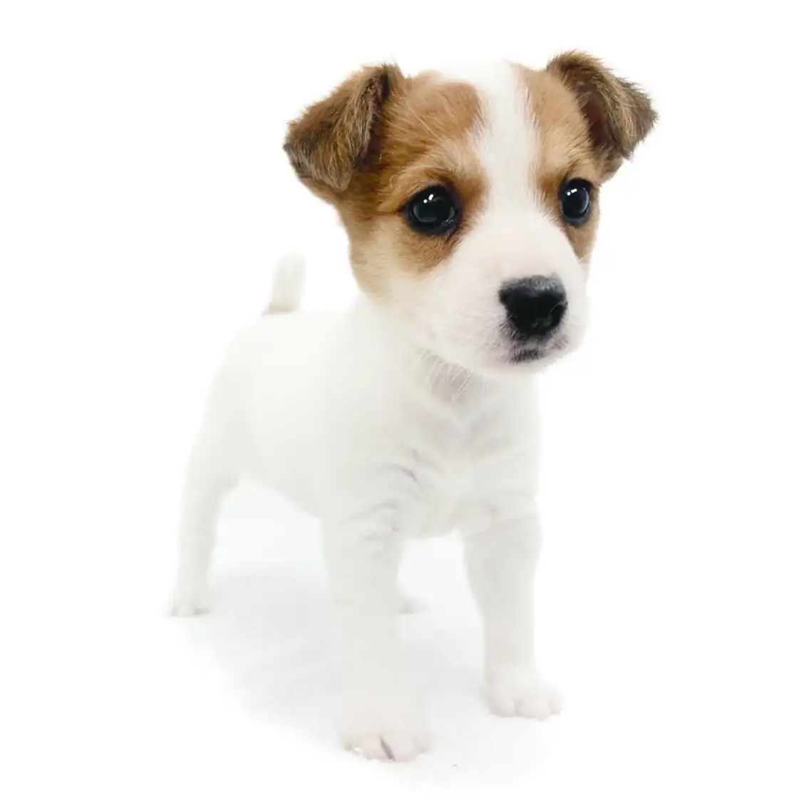 ジャックラッセルテリア