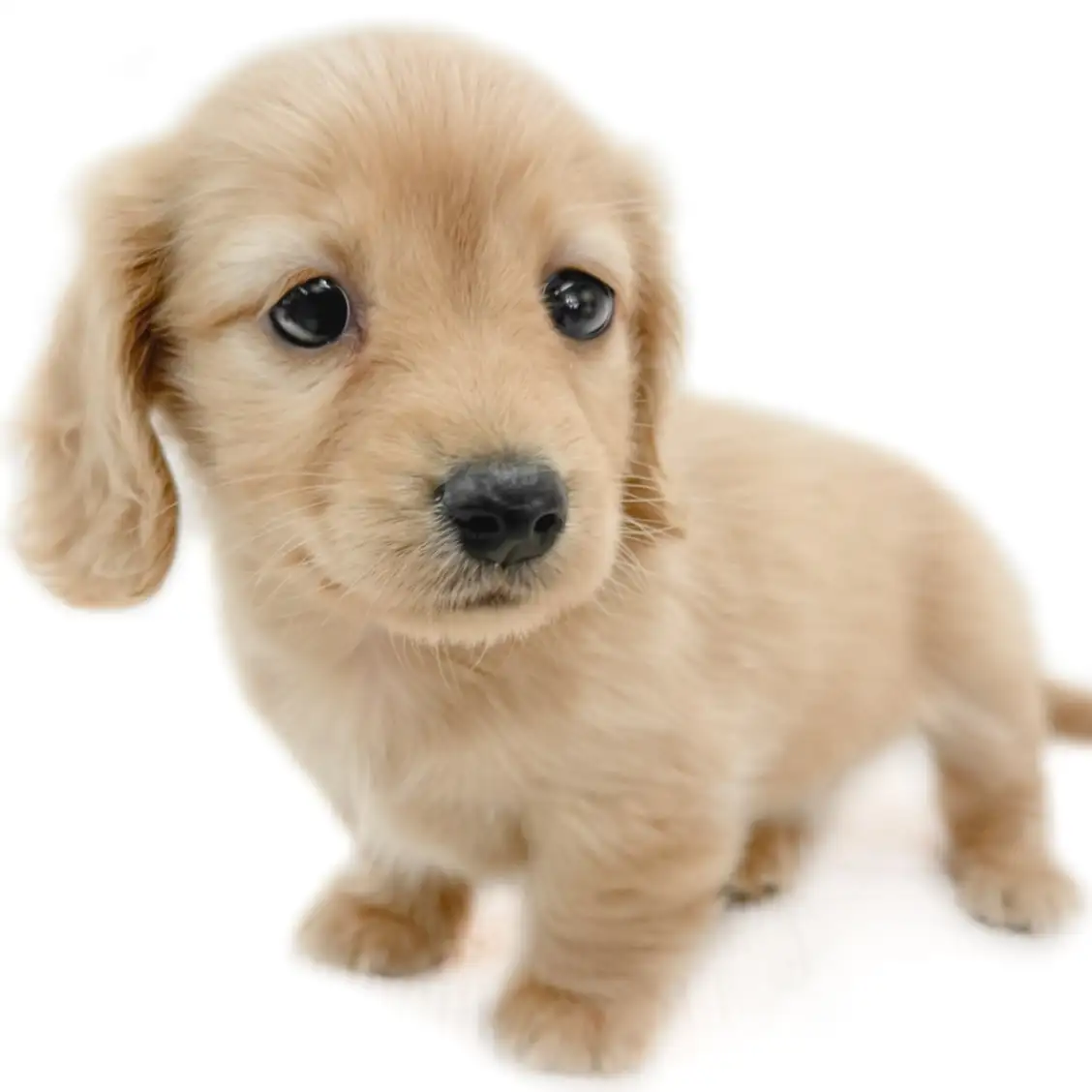 ミニチュア・ダックスフント