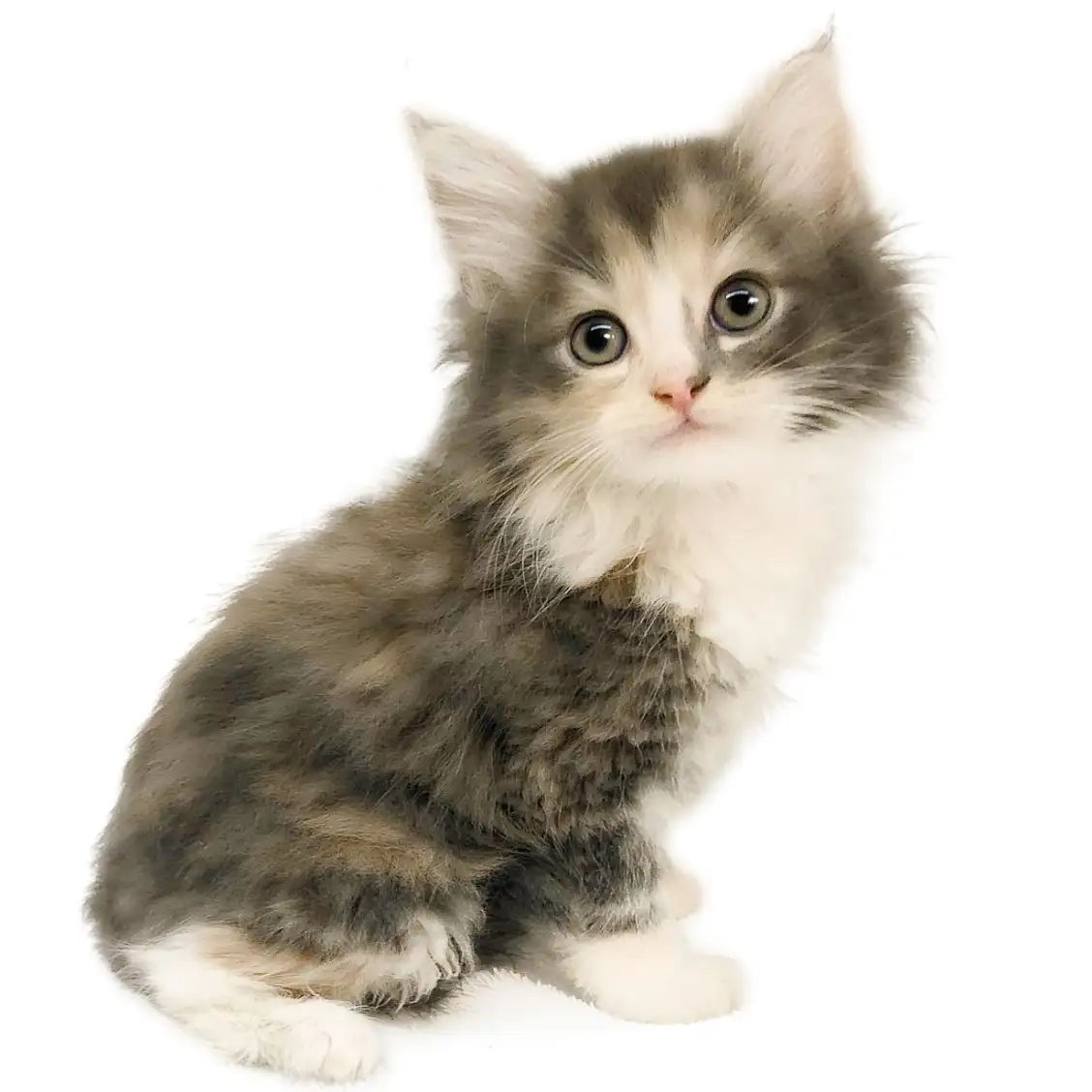 ノルウェージャンフォレストキャット