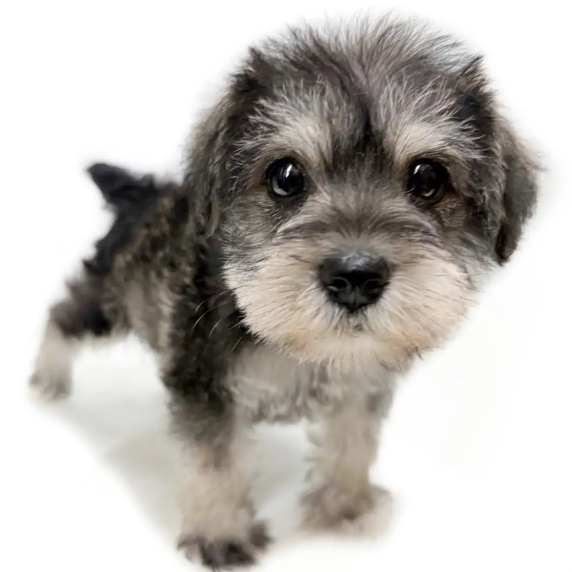 ミニチュア・シュナウザー