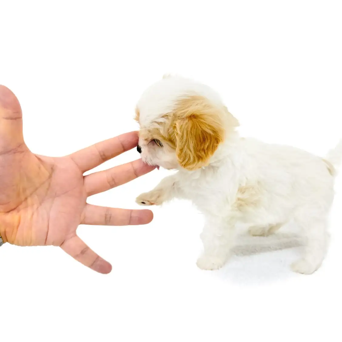 MIX（キャバリアキングチャールズスパニエル×ビションフリーゼ）