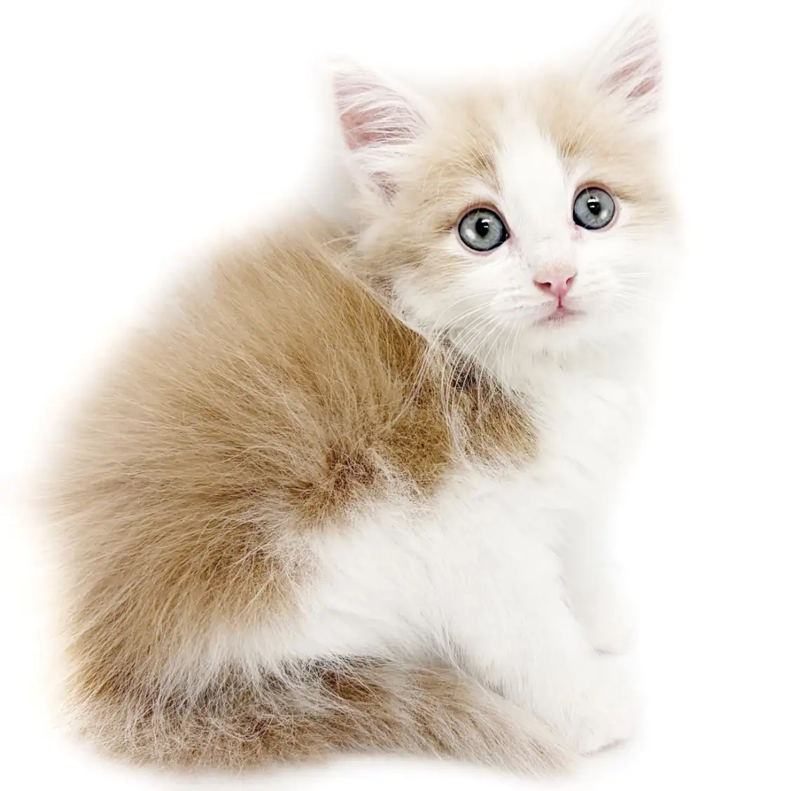 ノルウェージャンフォレストキャット