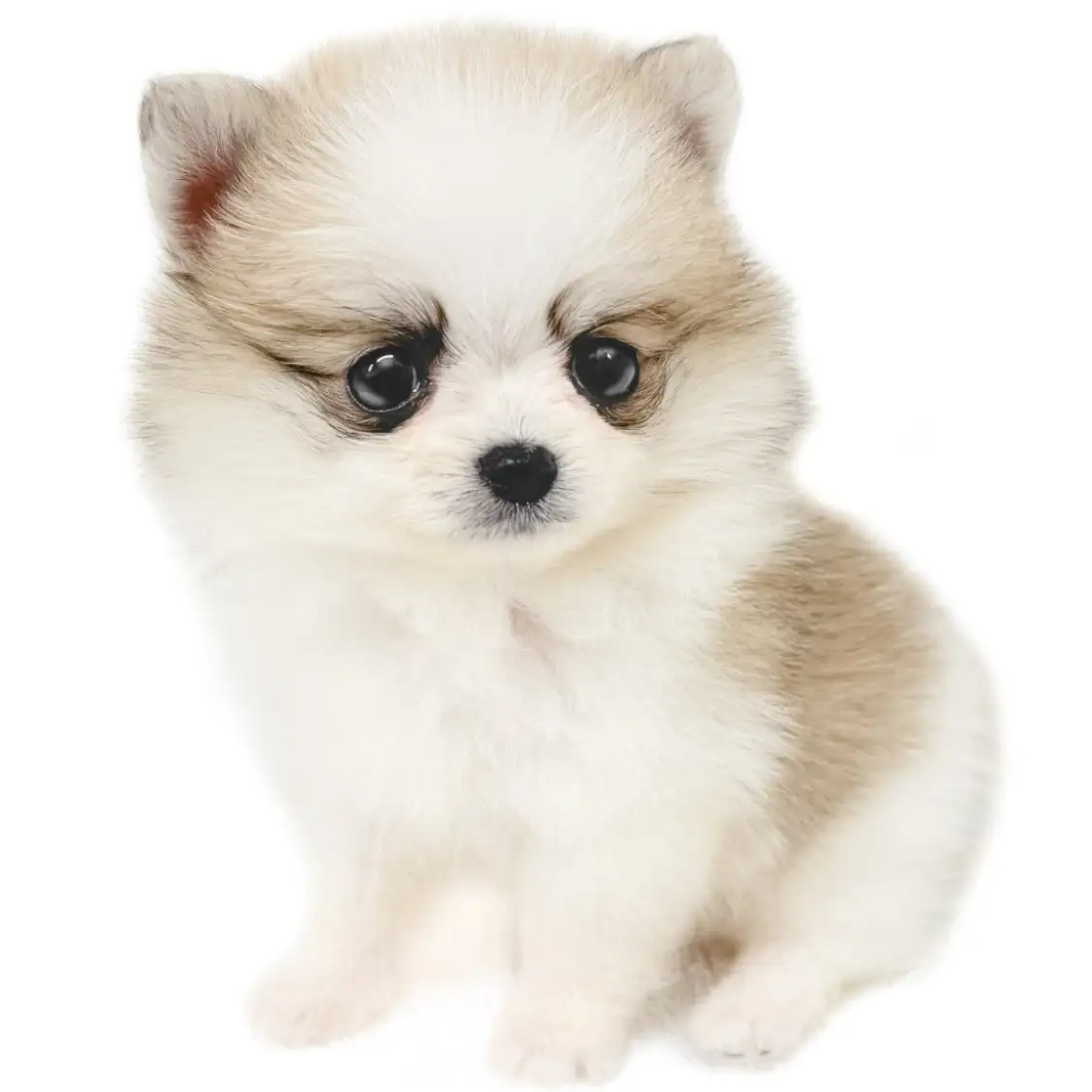 MIX（ポメラニアン×チワワ）