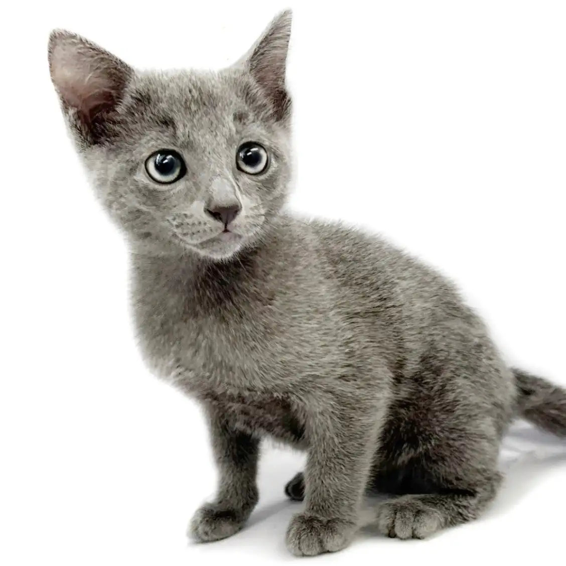 ロシアンブルー