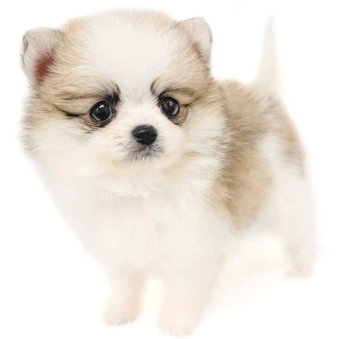 MIX（ポメラニアン×チワワ）