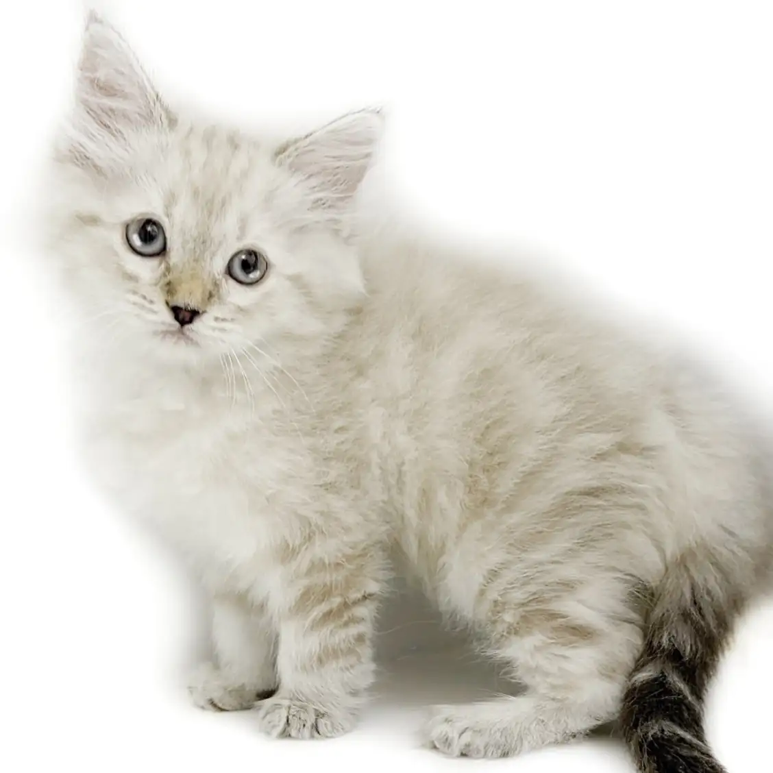 ネヴァマスカレード