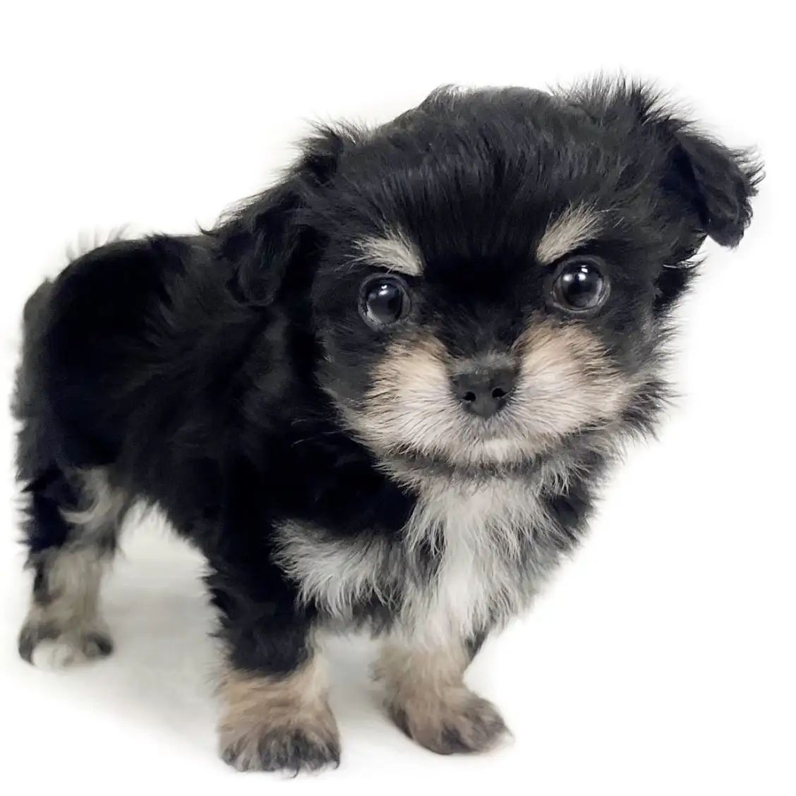 MIX(チワワ×マルチーズ)