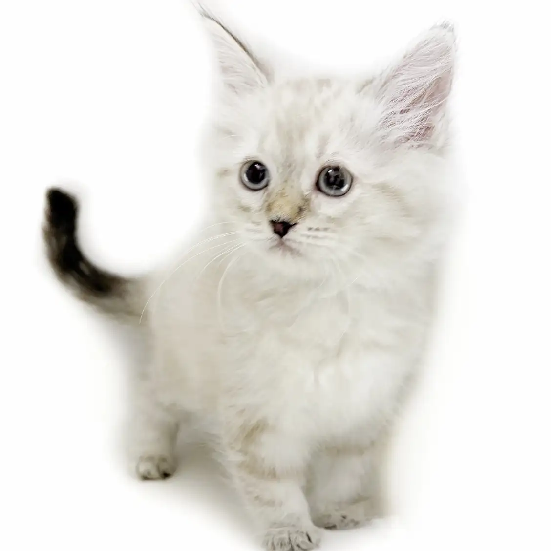 ネヴァマスカレード