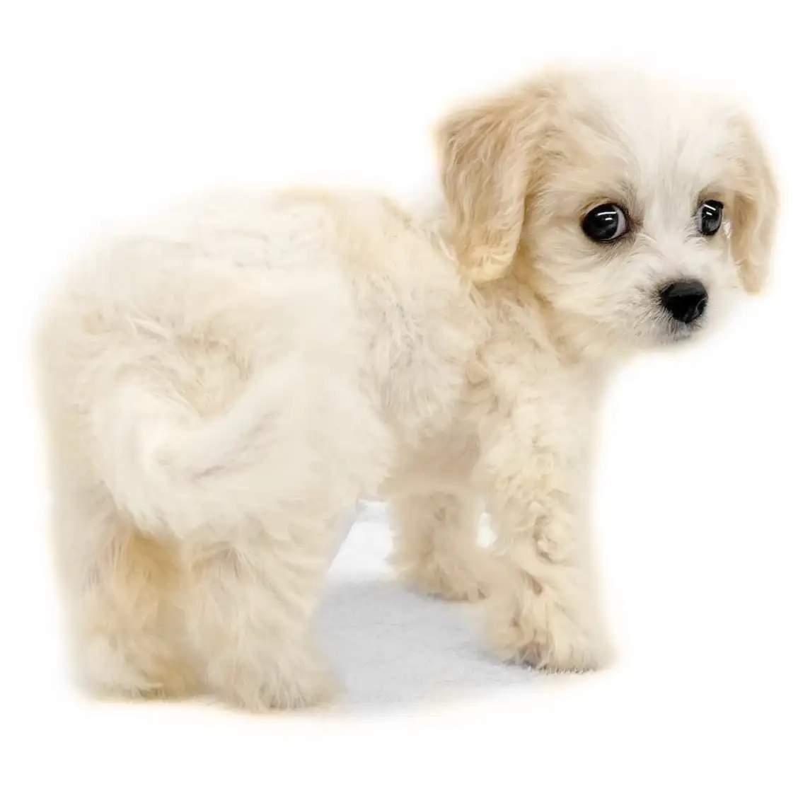 MIX(キャバリアキングチャールズスパニエル×ビションフリーゼ)