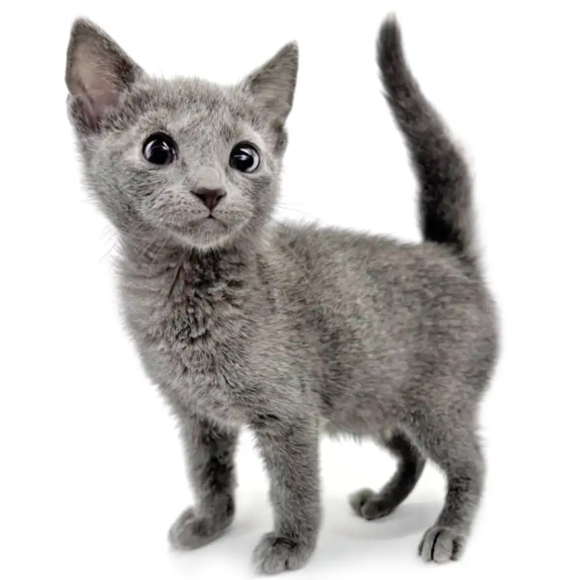 ロシアンブルー