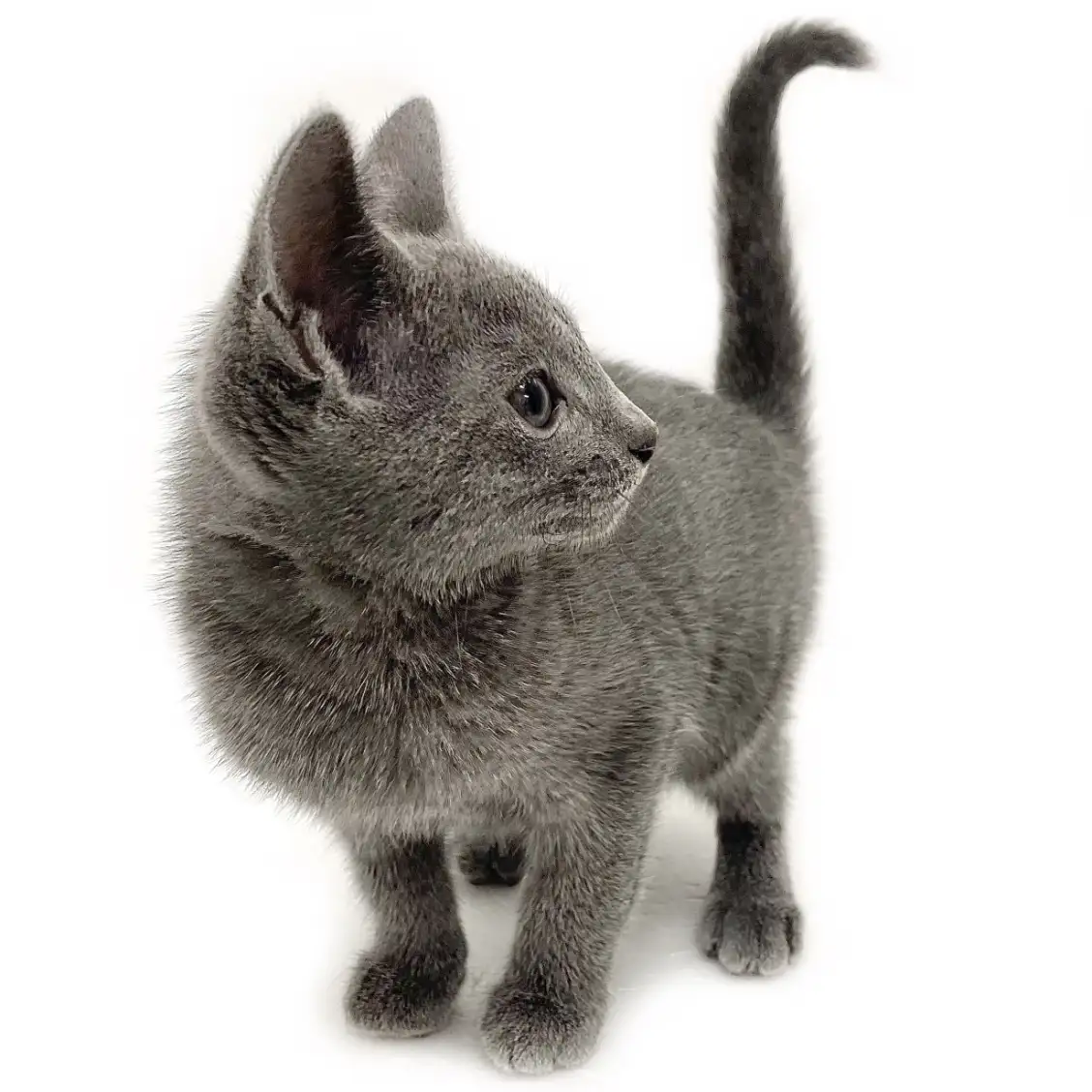 ロシアンブルー