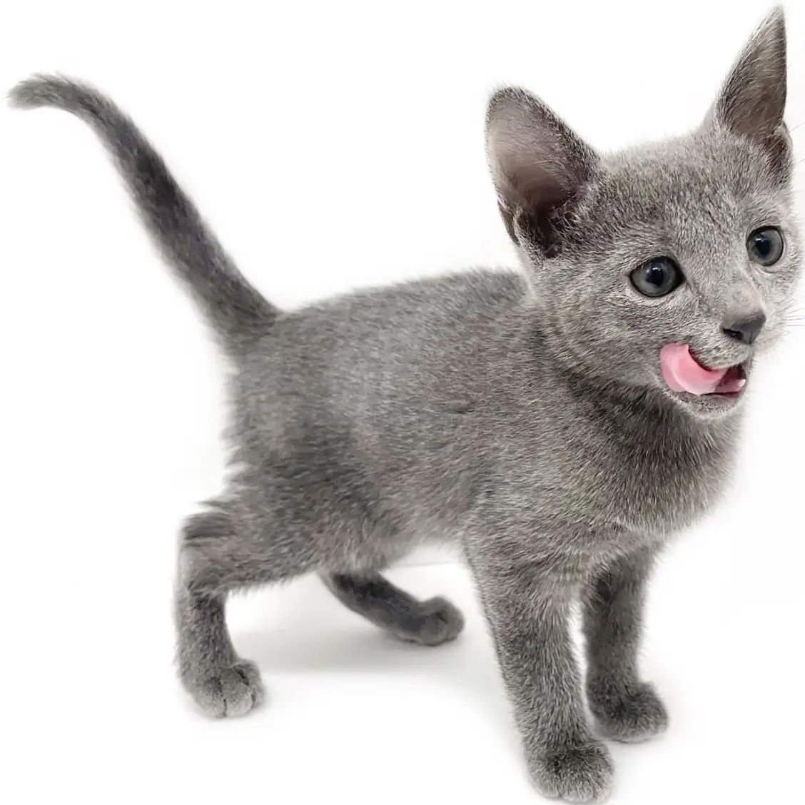 ロシアンブルー