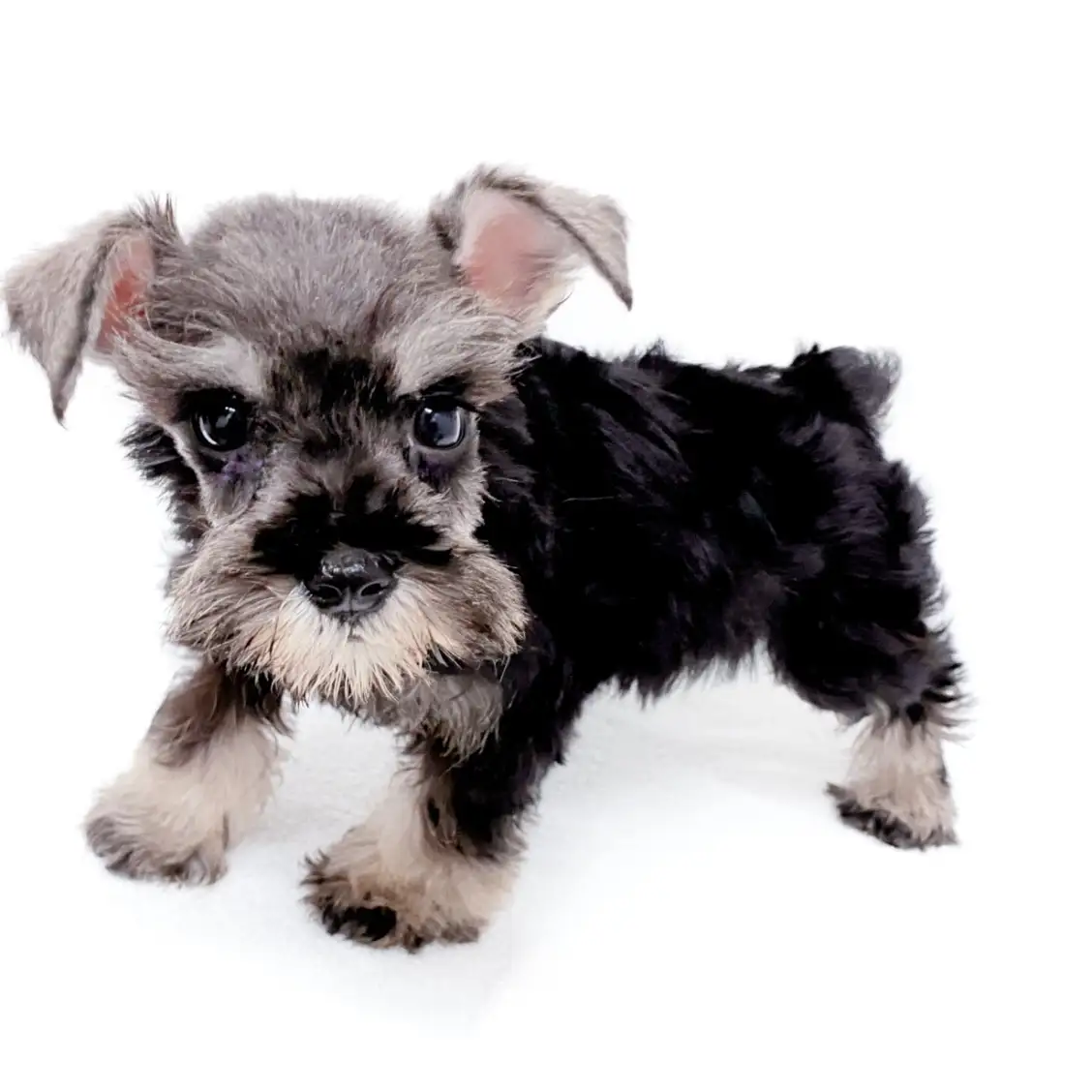 ミニチュア・シュナウザー