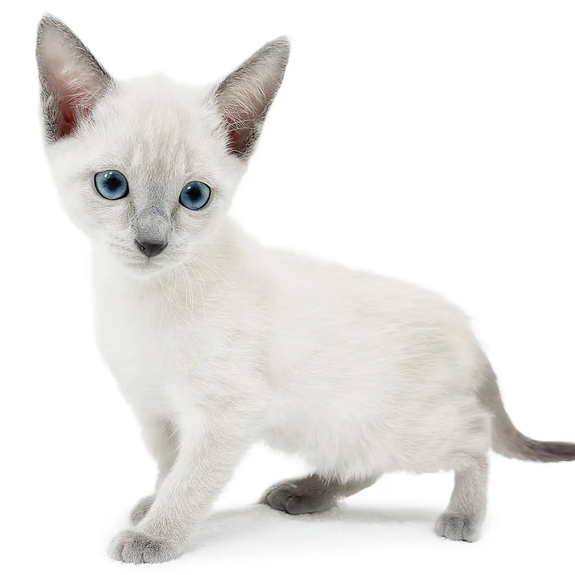 ロシアンブルー