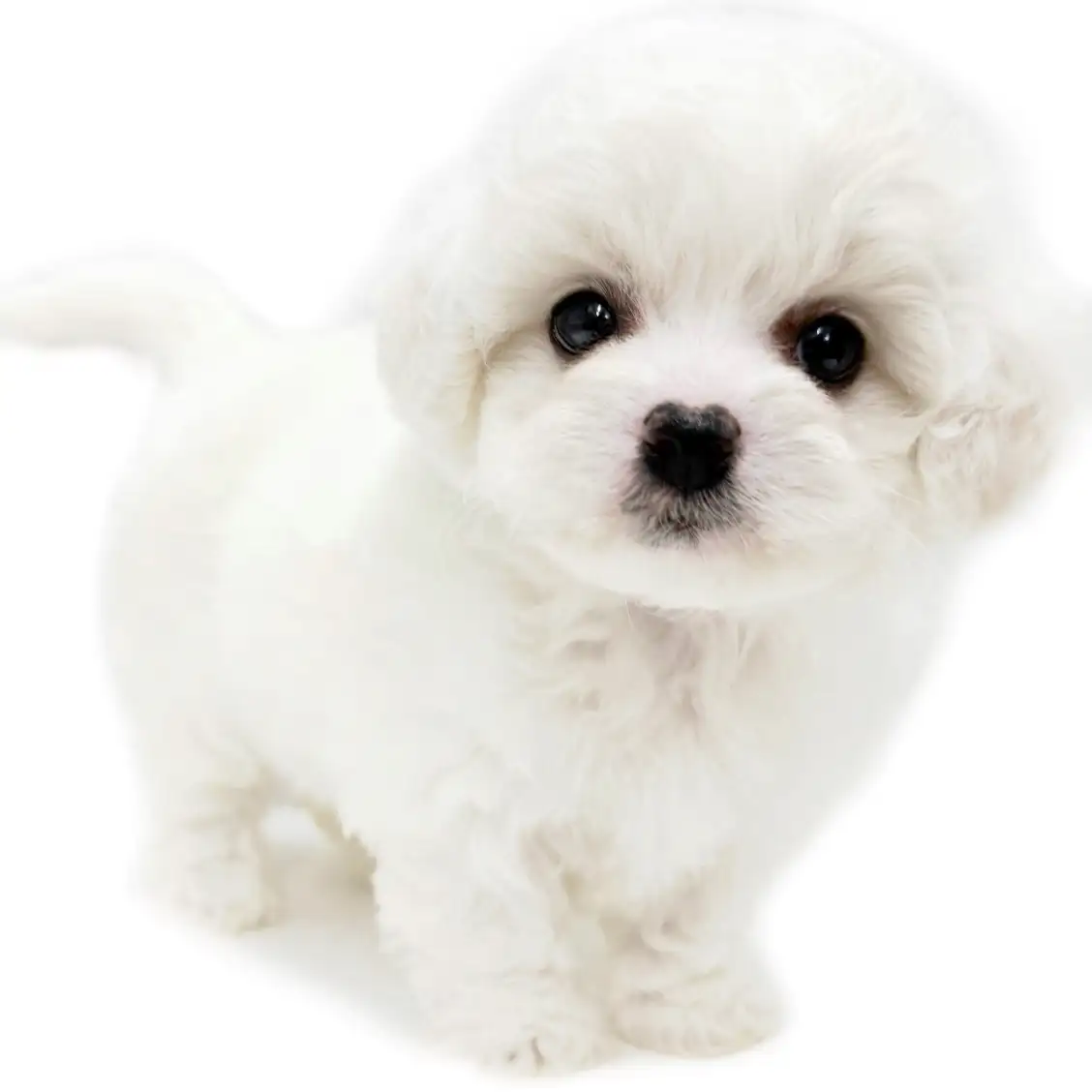 ビションフリーゼ