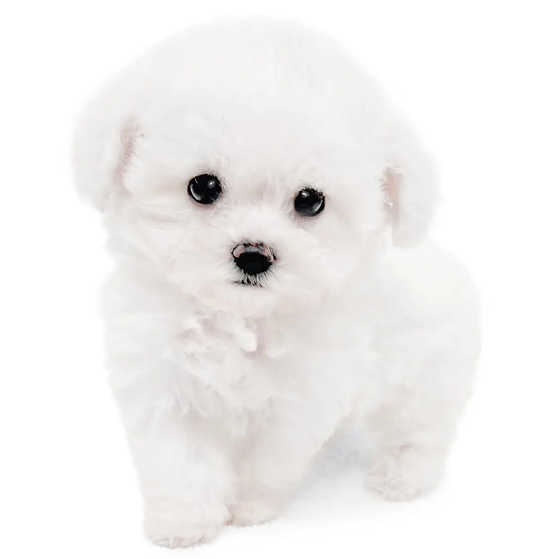 ビションフリーゼ