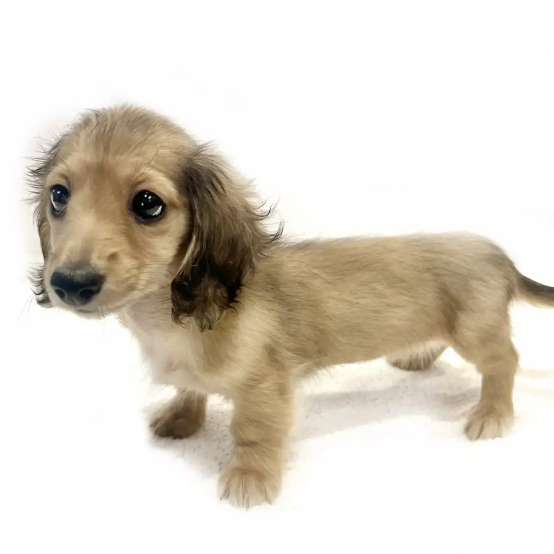 カニンヘン・ダックスフント