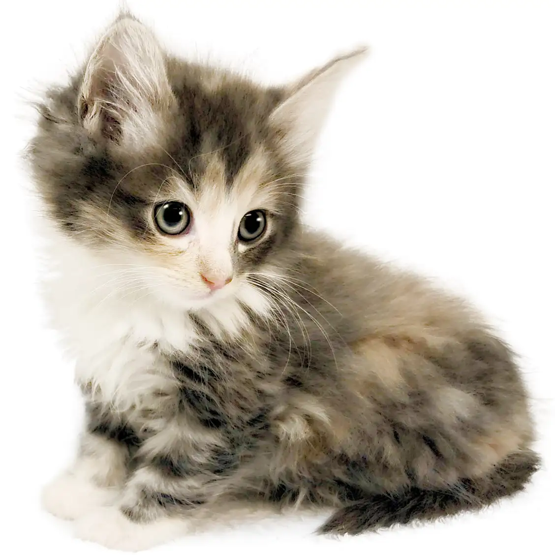 ノルウェージャンフォレストキャット