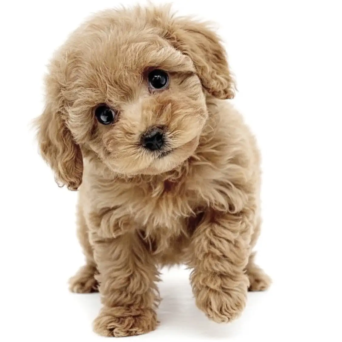 トイ・プードル