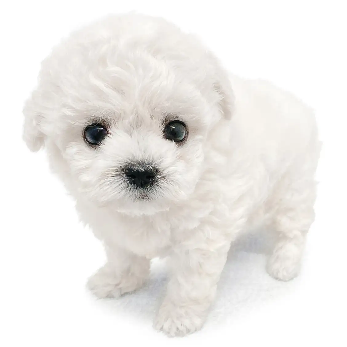 ビションフリーゼ