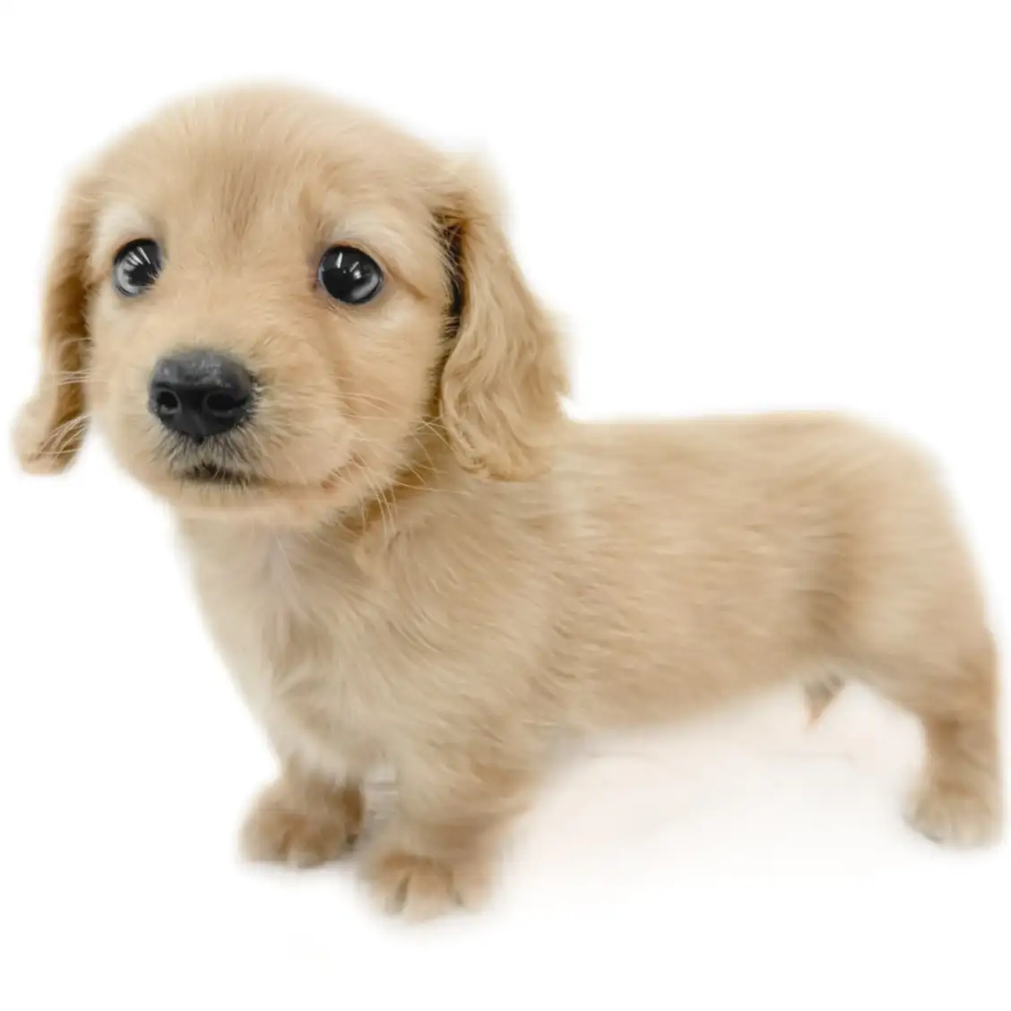 ミニチュア・ダックスフント