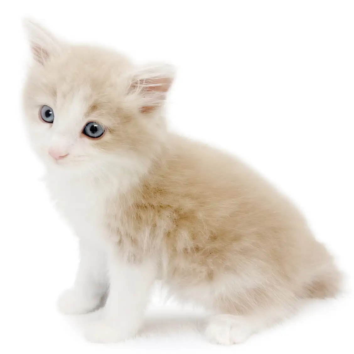 ノルウェージャンフォレストキャット