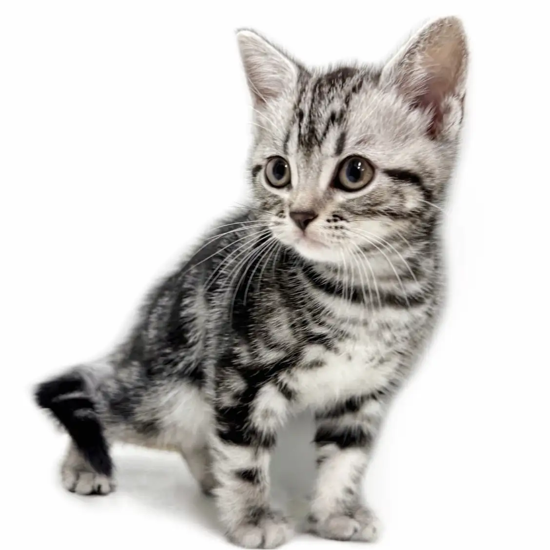 アメリカンショートヘア