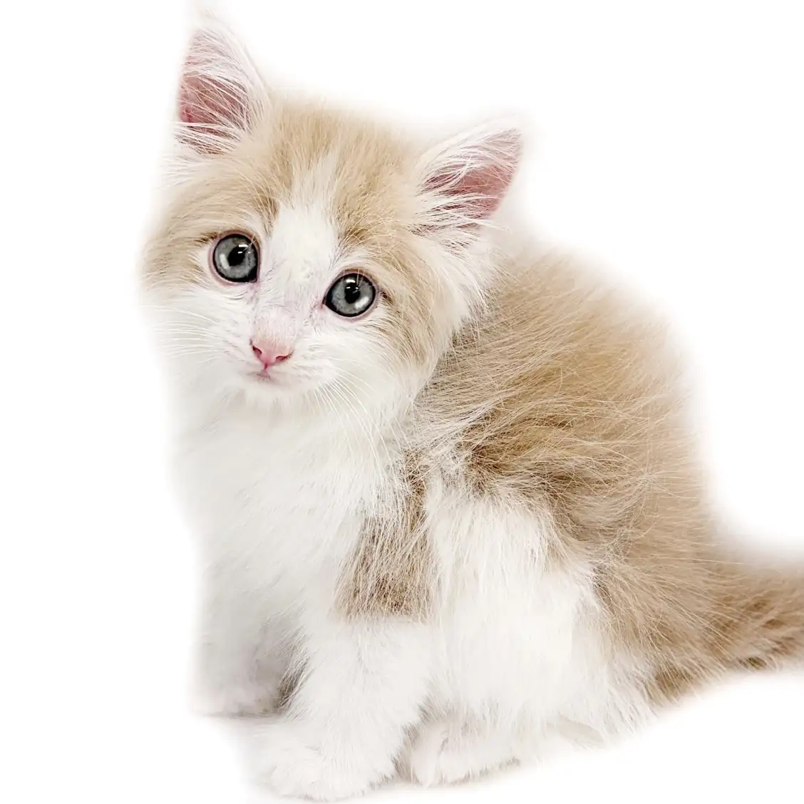 ノルウェージャンフォレストキャット