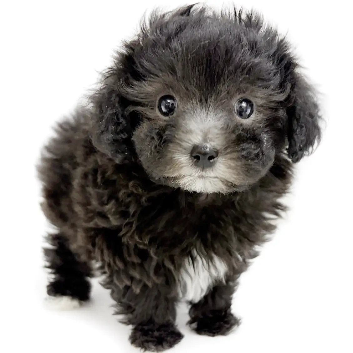 MIX（マルチーズ×トイプードル）