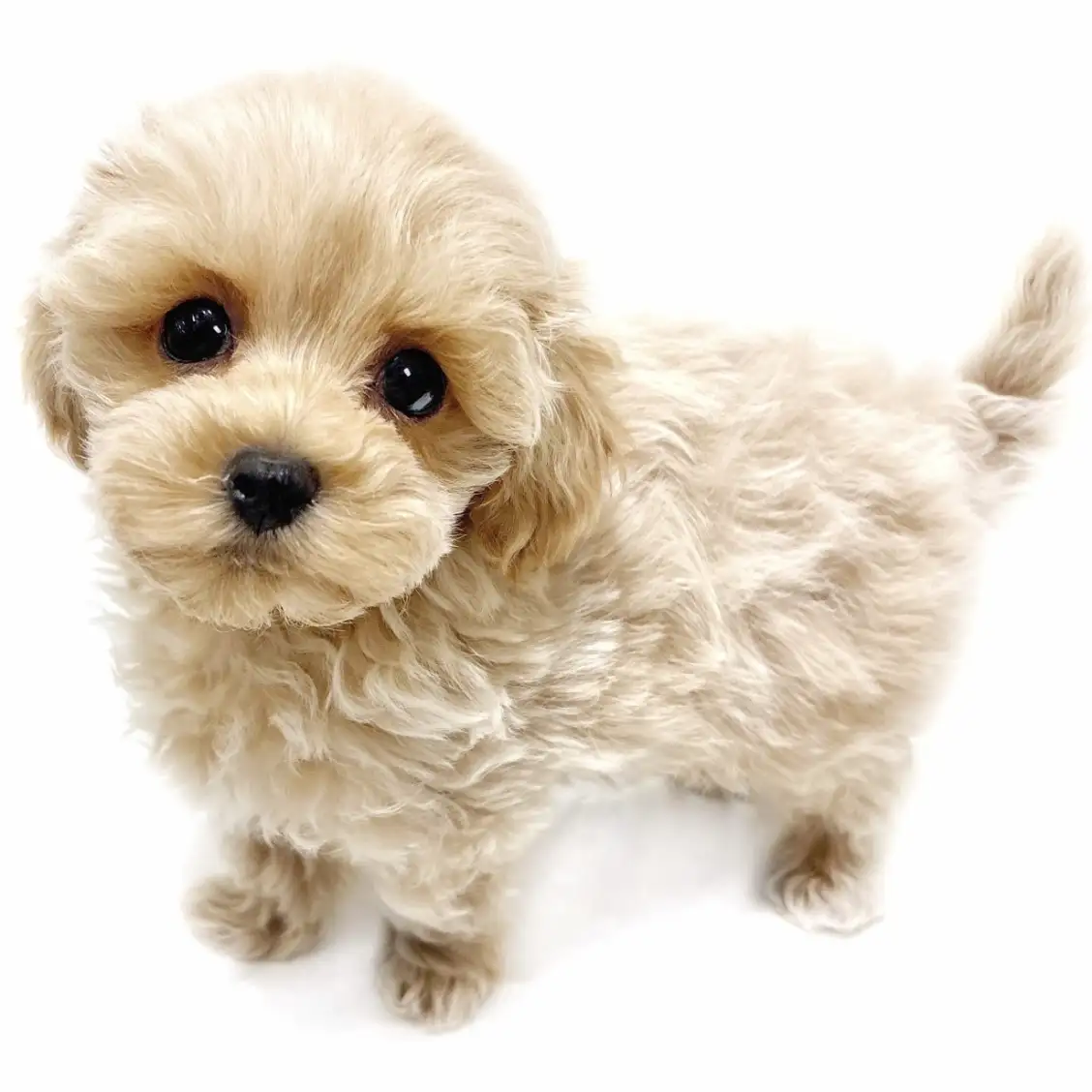 MIX（マルチーズ×トイプードル）