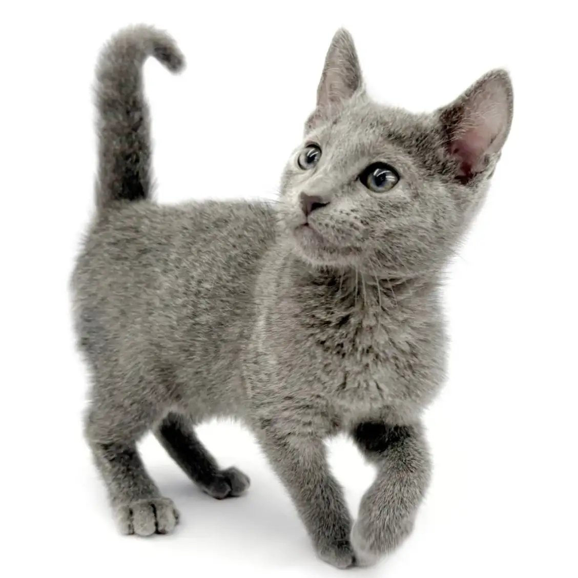 ロシアンブルー