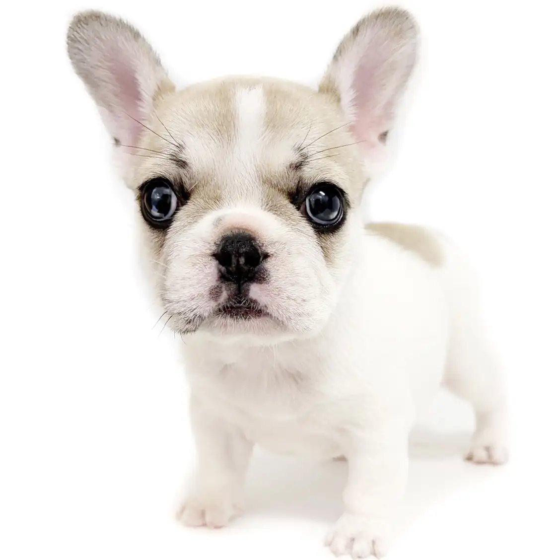 フレンチブルドッグ