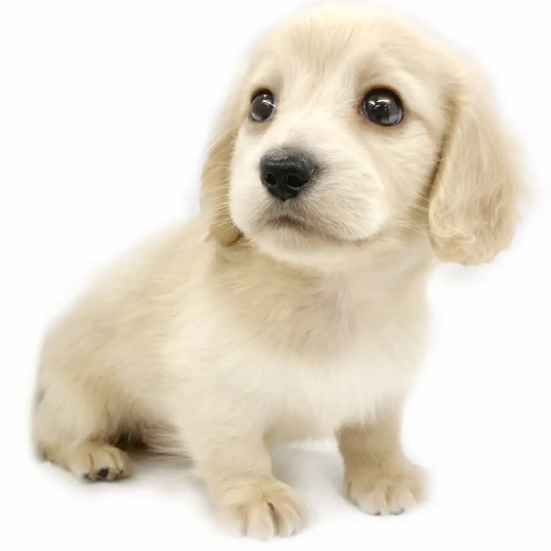 ミニチュア・ダックスフント