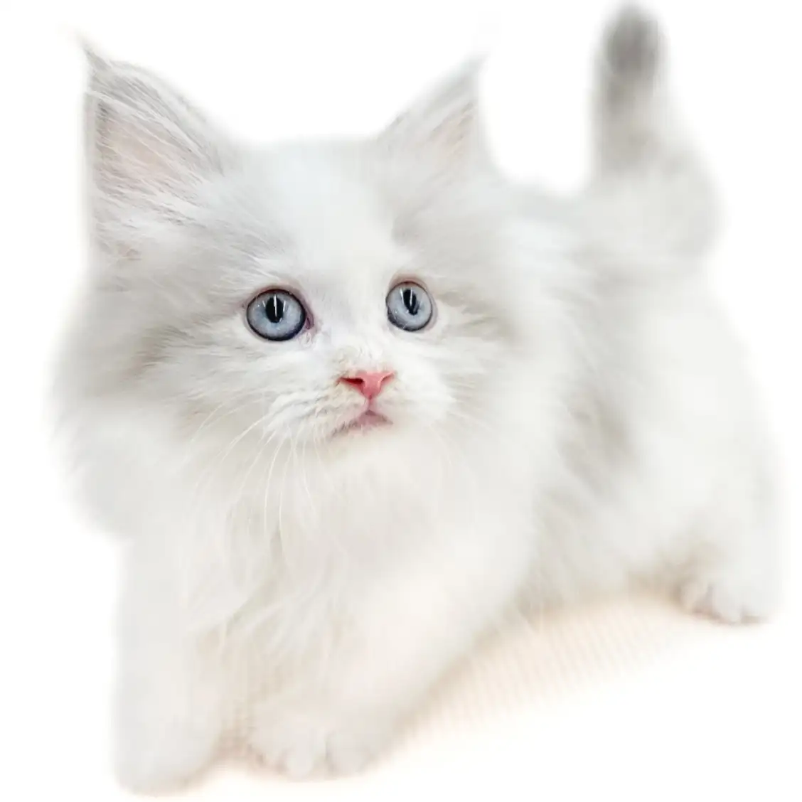 ネヴァマスカレード