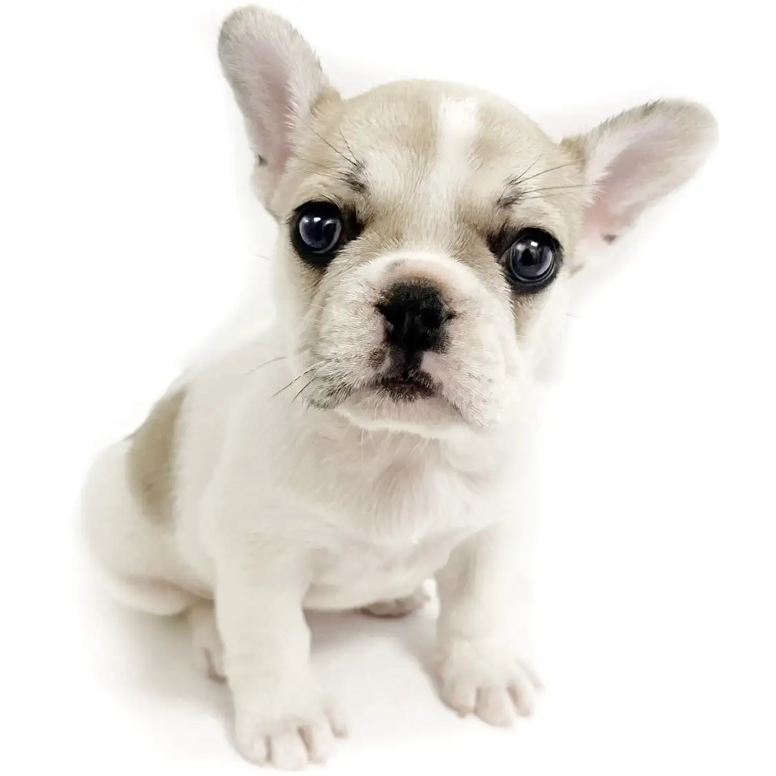 フレンチブルドッグ