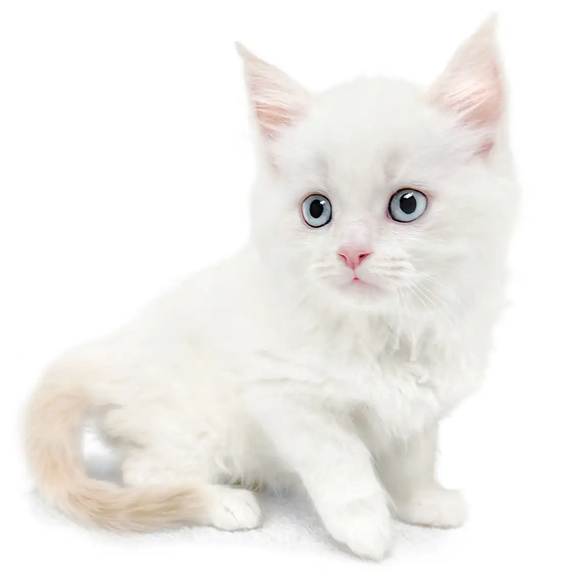 ネヴァマスカレード