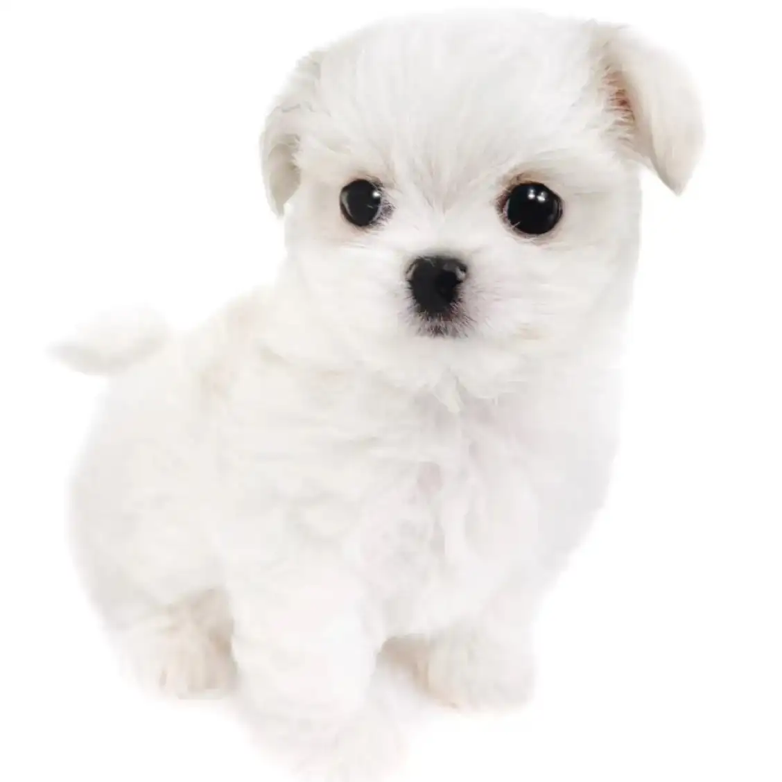 MIX（チワワ×マルチーズ）