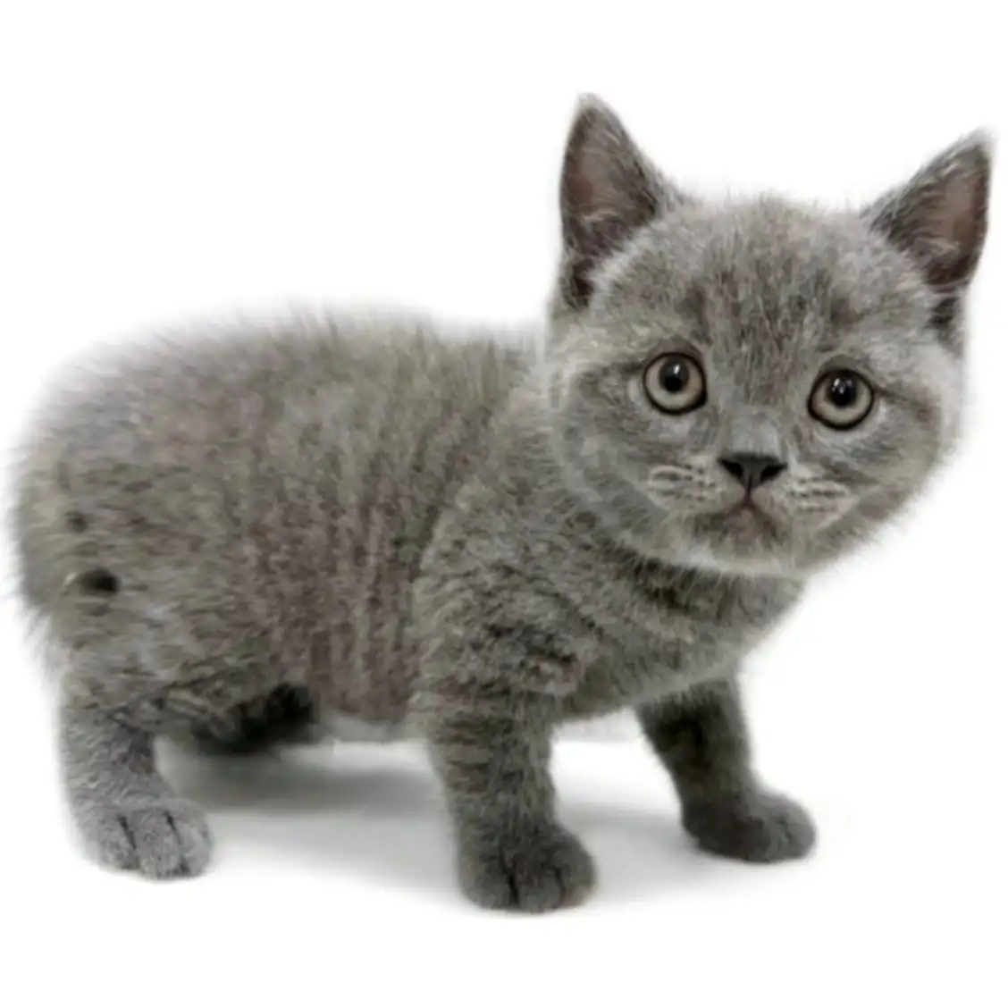 ブリティッシュショートヘア